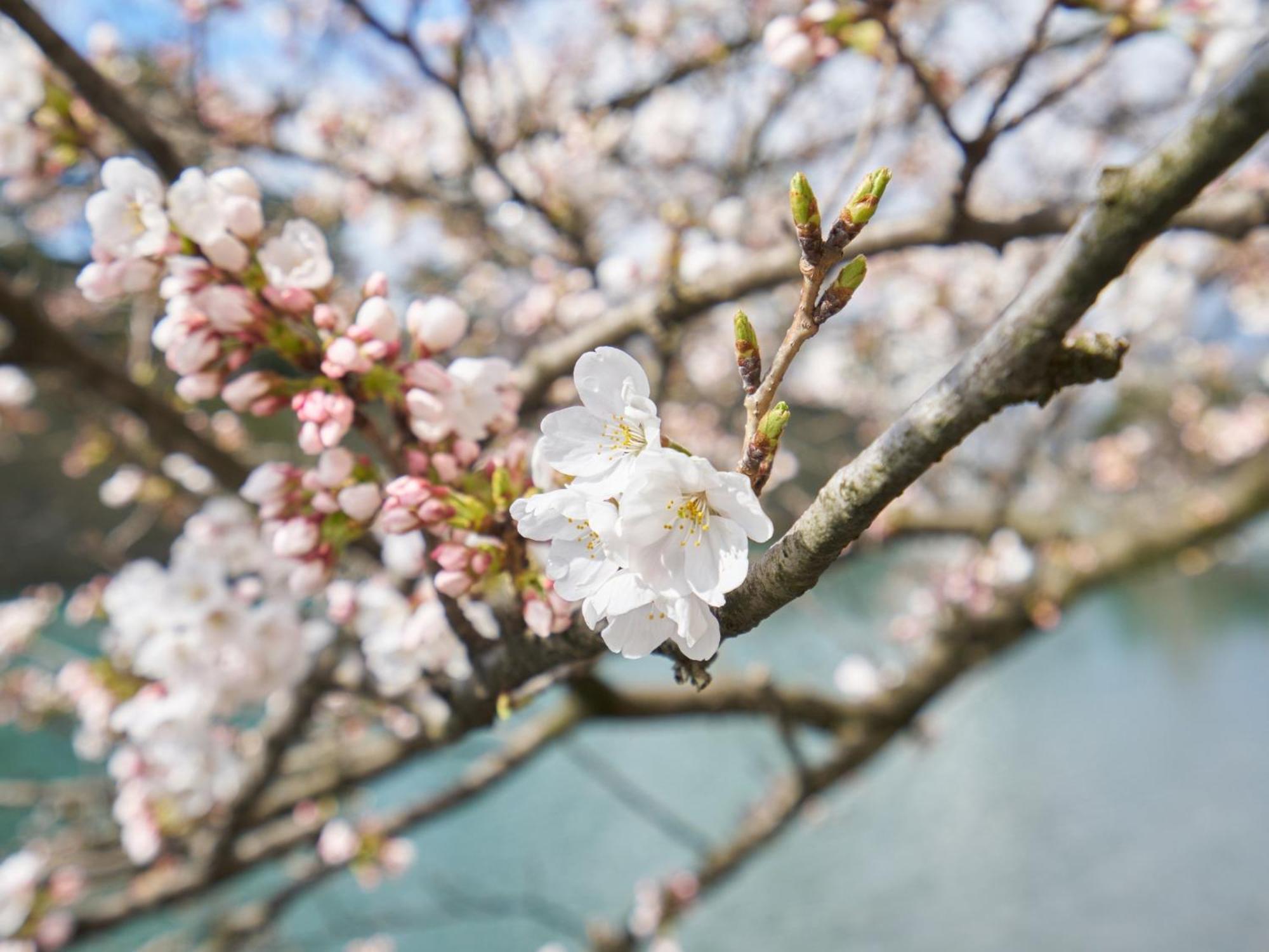 Hotel Fukui Castle - Vacation Stay 58696V المظهر الخارجي الصورة