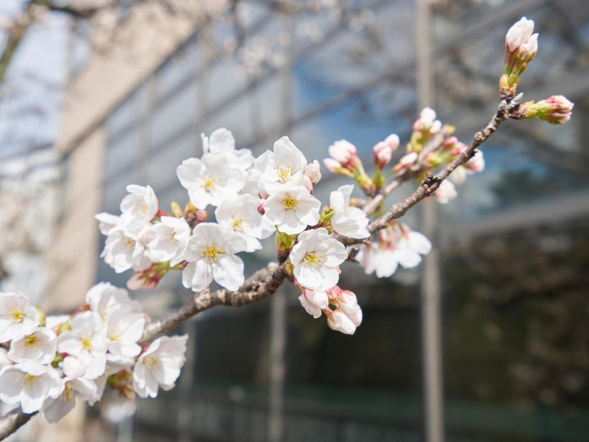 Hotel Fukui Castle - Vacation Stay 58696V المظهر الخارجي الصورة